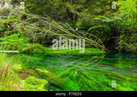 Dead tree lies in the middle of crystal clear river Stock Photo