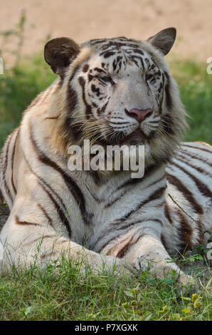 White Tiger, New Delhi, India- April 3, 2018: Portrait of a White Tiger (Panthera tigris) sitting under a tree at National Zoological Park, New Delhi, Stock Photo