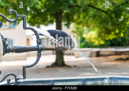 A pigeon drinks from the fountain at the Lindenhof, Zurich Stock Photo