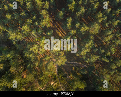 The road in the pine forest - view from the drone Stock Photo