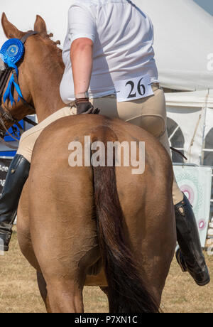 rear view of a horse and rider. Stock Photo