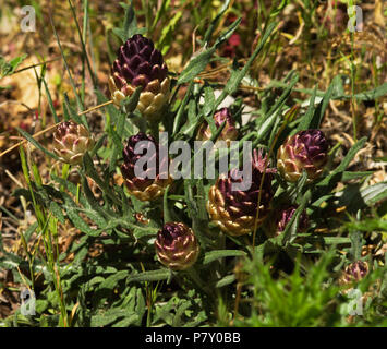 Purple and yellow metallic bright pine shaped flowers and plant of Pinecone-thistle (Rhaponticum coniferum aka Leuzea conifera). Serra da Arrabida, Po Stock Photo