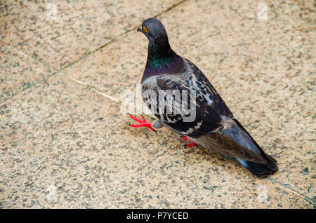 Wild feral pigeon walking on the street in a city Stock Photo