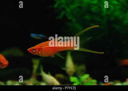Male Red Swordtail freshwater aquarium fish Stock Photo