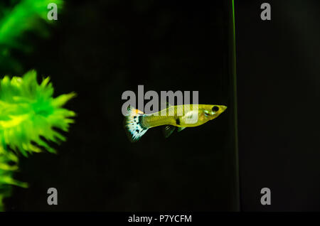 Female guppy with an elegant rainbow tail swimming in the aquarium Stock Photo