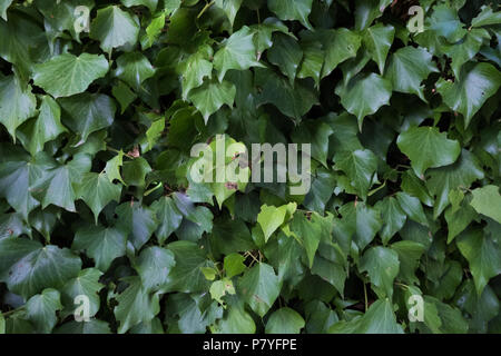 Climbing plants on a wall. Stock Photo
