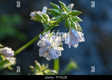 Common soapwort, Såpnejlika (Saponaria officinalis) Stock Photo