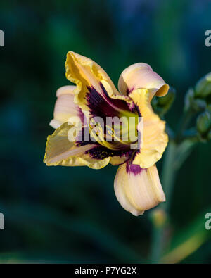 'Moonlit Masquerade' Daylily, Daglilja (Hemerocallis) Stock Photo