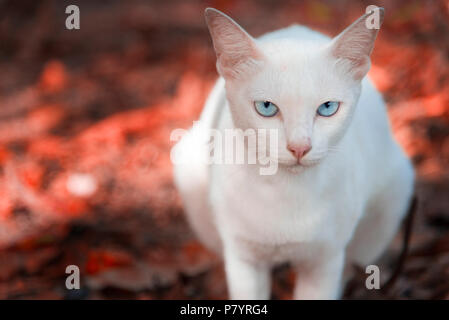 Portrait of a tabby cat  with heterochromia in his right 