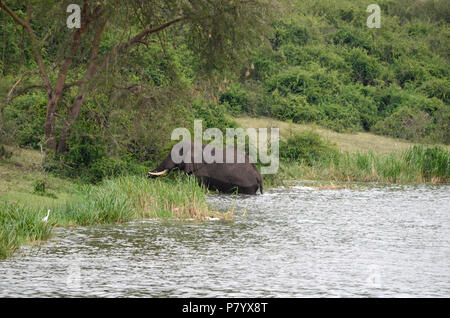 Male adult elephant walking out of lake water onto grasslands in Queen Elizabeth National Park, Uganda, East Africa Stock Photo