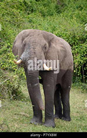 Portrait of large male adult elephant of water, walking straight on towards camera, full body. Queen Elizabeth National Park, Uganda, East Africa Stock Photo