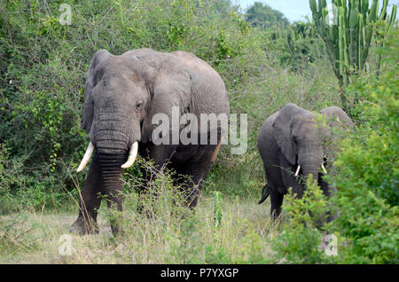 Pair of elephants fresh out of water walking, adult and young in Queen Elizabeth National Park, Uganda, East Africa Stock Photo