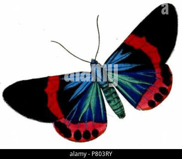 Milionia butleri, 'Sumatra' = Milionia basalis guentheri Butler, 1881 English: A geometer moth from Sumatra . 1882 (published 1883) 274 Milionia basalis Stock Photo