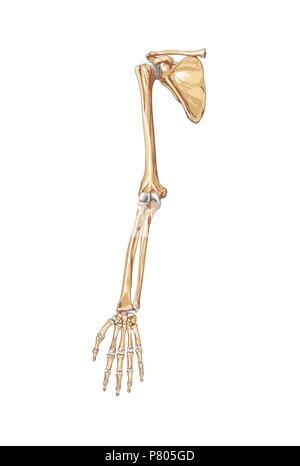 Body Anatomy: Upper Extremity Bones