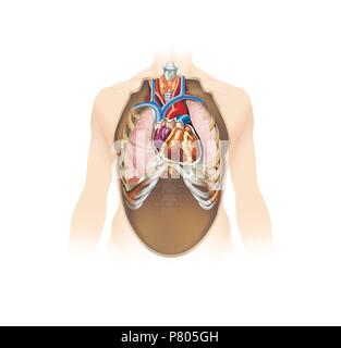 Gross anatomy of the human heart Stock Photo - Alamy