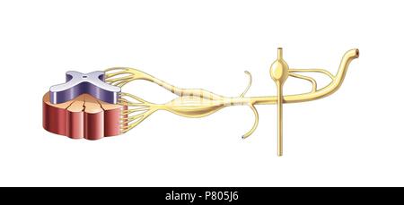 Spinal cord and sympathetic nervous system. Stock Photo