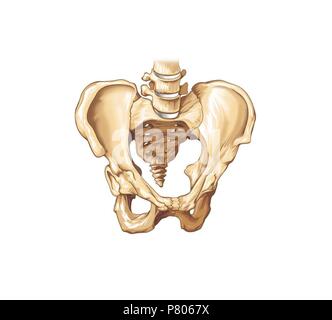 Pelvic bones. Stock Photo