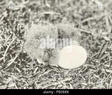 English: Chick and egg of Leach's Storm Petrel (Oceanodroma leucorhoa) Polski: Piskle i jajo nawanika duego (Oceanodroma leucorhoa) . 17 July 2013, 20:47:27 290 Oceanodroma leucorhoa chick 1923 Stock Photo