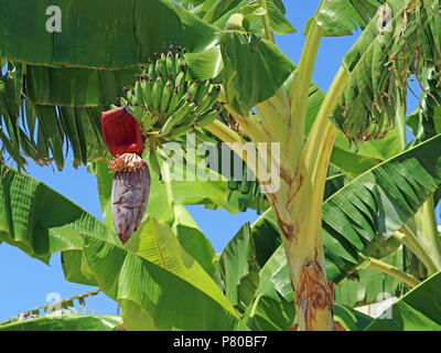 banana perennial with blossom and green immature bananas Stock Photo