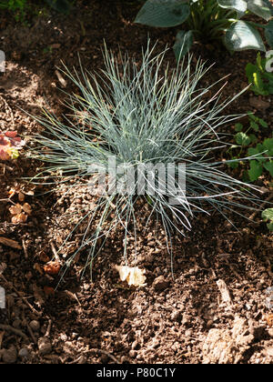 Festuca glauca plant in a border of a garden Stock Photo