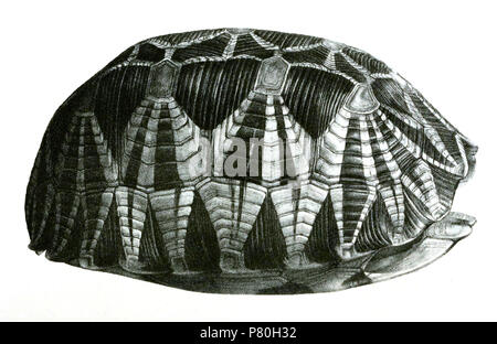 Peltastes platynotus = Geochelone platynota (Blyth, 1863) English: Burmese Star Tortoise, carapace form lateral . 1870 (published 1871) 308 PeltastesPlatynotus Stock Photo