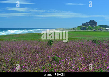 Bamburgh Castle with Red Campion Stock Photo