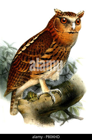 Mimizuku hi-res stock photography and images - Alamy