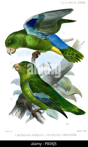 (above) Psittacula spengleri [sic] = Forpus xanthopterygius spengeli (Hartlaub, 1885),  (below) Psittacula cyanochlora = Forpus passerinus cyanochlorus (Schlegel, 1864),  English: Blue-winged Parrotlet, adult male (above); Green-rumped Parrotlet, young() male (below) . 1885 (published 1886) 323 PsittaculaSmit Stock Photo