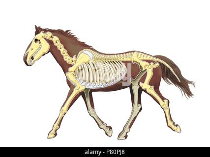 Horse skeleton Stock Photo - Alamy