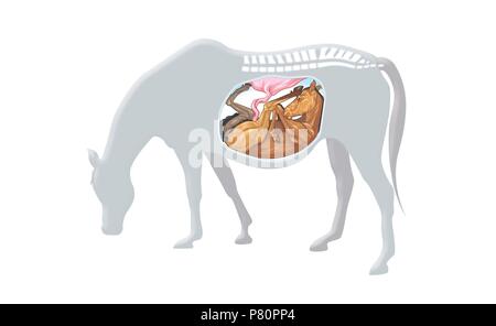 pregnant horse diagram