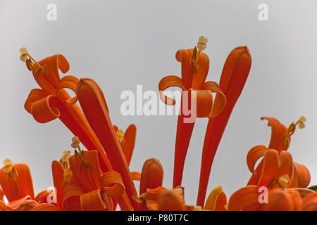 Flowers of the Orange trumpet vine Stock Photo
