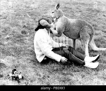 Kangaroo comforts photographer, England, Great Britain Stock Photo