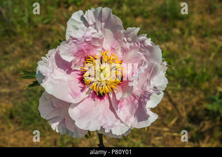 Close up of rare pink paeonia rockii flower in the garden Stock Photo