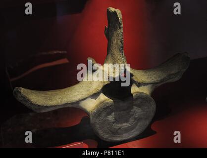 Blue Whale (Balaenoptera musculus). Vertebra. Maritime and Science Museum. Malmo. Sweden. Stock Photo