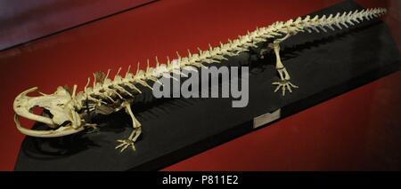 Japanese giant salamander (Andrias japonicus). Amphibian. Skeleton. Maritime and Science Museum. Malmo. Sweden. Stock Photo