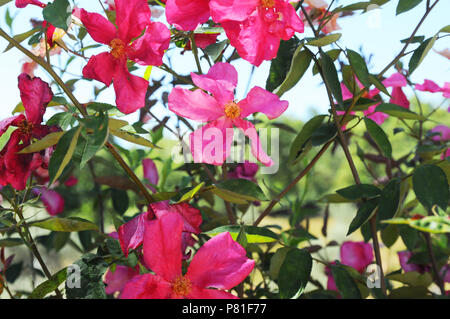 Rosa odorata 'Mutabilis' Stock Photo