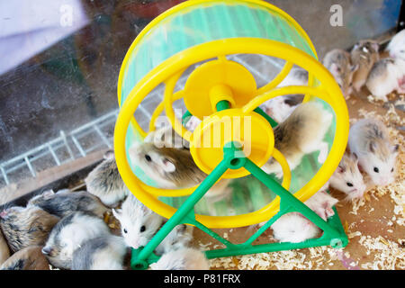 many Hamster running on the wheel. Stock Photo