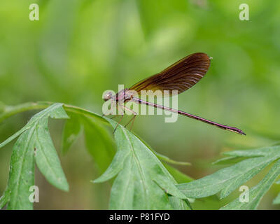 The beautiful demoiselle, Calopteryx virgo, is a European damselfly belonging to the family Calopterygidae. Stock Photo