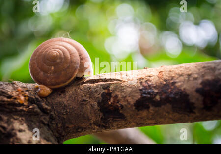 Snail on a branch tree in nature. Stock Photo