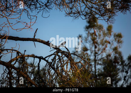 dark shadow bird, in the middle of the tree branches in the forest with blue sky background Stock Photo