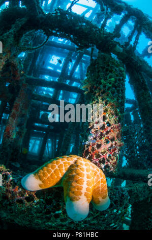 Granulated sea star (Choriaster granulatus on artificial reef.  Along the east side of Mabul, several dive resorts have collaborated to create an arti Stock Photo