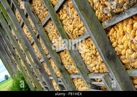 drying the maize in the wooden boxes Stock Photo