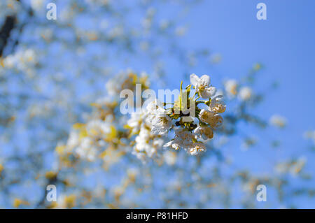 White cherry blossoms on full display as Spring turns Summer Stock Photo