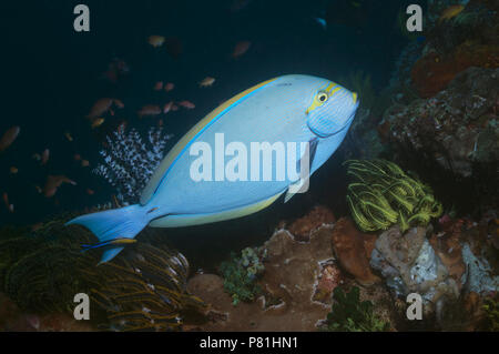 Elongate surgeonfish (Acanthurus mata) with Cleaner wrasse (Labroides dimidiatus).  Rinca, Indonesia. Stock Photo