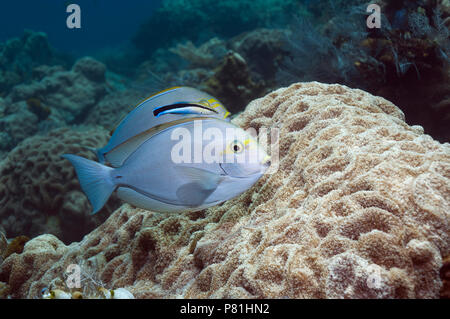 Elongate surgeonfish (Acanthurus mata) with a Cleaner wrasse (Labroides dimidiatus). Stock Photo