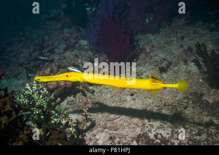 Chinese trumpetfish [Aulostomus chinensis].  West Papua, Indonesia. Stock Photo