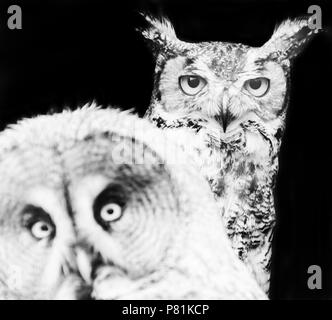 Great grey and horned owls resembling a black and white portrait of the Kray Twins by David Bailey Stock Photo