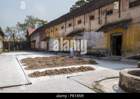 Fort Kochi, India - 16th November 2017: Raw ginger harvest at  The All Spice Market, a womens co- operative. In Fort Cochin, Kerela, India.. Stock Photo