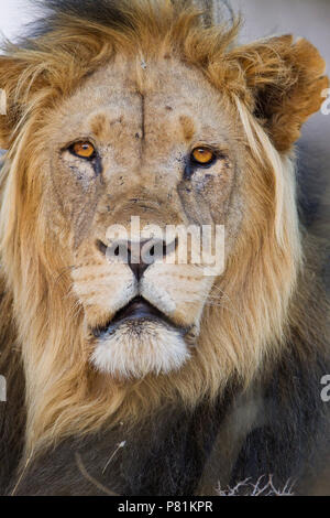 Male African Kalahari Desert Lion Portrait in Wilderness Stock Photo