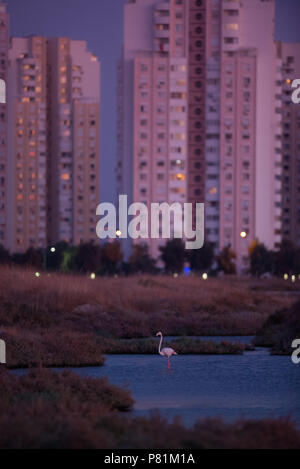 A flamingo in the middle of the high rises, as population grows, wild animals have lesser space to live Stock Photo